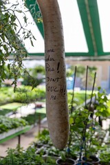 A large gourd hangs in a garden center Marche Jean Talon, Montreal, Quebec, Canada, with a...