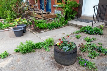 A front yard in Mile End, Montreal, Quebec, Canada shows a homeowner's landscaping project. A black...