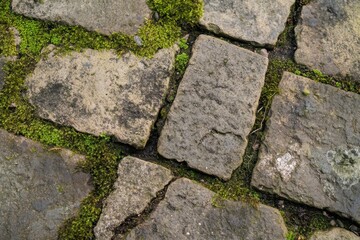 A close up of a stone pathway with moss growing between the stones in an outdoor environment setting