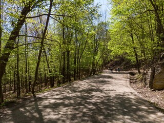 A scenic view of a paved path winding through a lush forest in Mont Royal, Montreal, Quebec,...