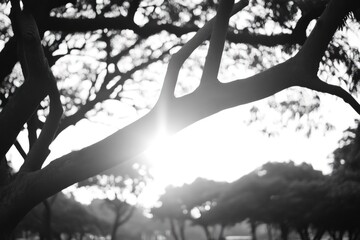 Black and white sunlight through tree branches natural organic growth scene