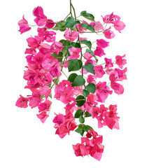 Bougainvillea flower, Paperflower, Pink Bougainvillea flower isolated on white background, with clipping path