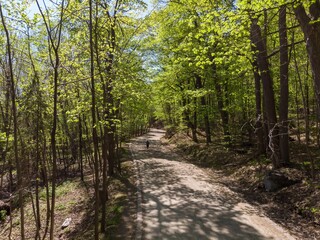 A scenic view of a paved path winding through a lush forest in Mont Royal, Montreal, Quebec, Canada, with dappled sunlight filtering through the trees, creating shadows on the ground.