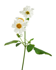 Bidens pilosa, Hairy beggarticks, white flower isolated on white background, with clipping path