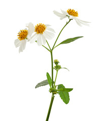 Bidens pilosa, Hairy beggarticks, white flower isolated on white background, with clipping path