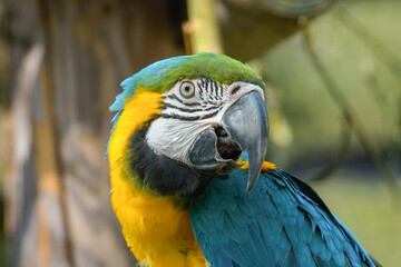 Macaw parrot profile close-up