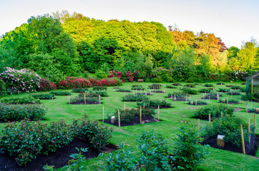 Belfast Co Down May 15 2025 - Rose beds in Sir Thomas and Lady Dixon prepared for the annual...