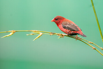 Crimson Bird on Wild Grass