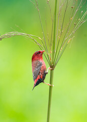 Crimson Bird on Wild Grass