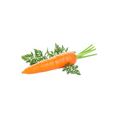 Organic fresh orange carrots with green leaves isolated on a white background