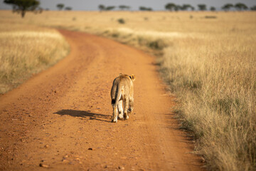 A Lioness (Panthera leo) - early morning in Tanzania on a road walking away.