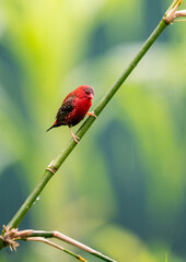 Crimson Bird on Wild Grass