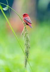 Crimson Bird on Wild Grass