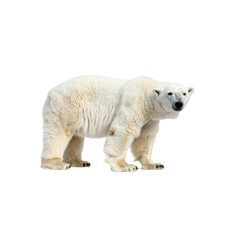 Fototapeta premium Arctic polar bear cub isolated on white, a charming mammal of the wild north