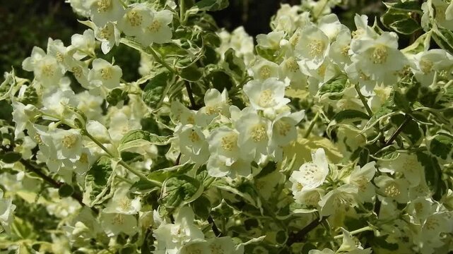 Variegated mock orange branches with white flowers swaying in the wind
