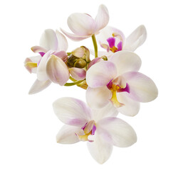 White Purple orchid, Philippine ground orchid, Tropical flowers isolated on white background, with clipping path  