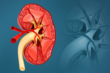 Human kidney cross section. 3d illustration