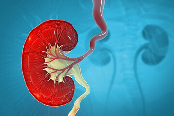 Human kidney cross section. 3d illustration