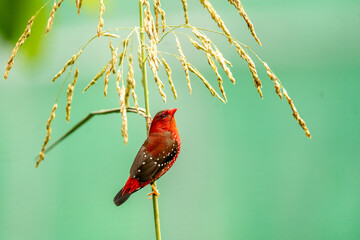 Crimson Bird on Wild Grass