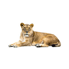 Capturing the essence of wildlife, a lioness and her lion cub, both magnificent Panthera leo, embody the raw beauty of nature's big cat family