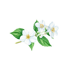 Blooming white jasmine flowers on a white background, isolated for a beautiful, delicate spring or summer nature macro