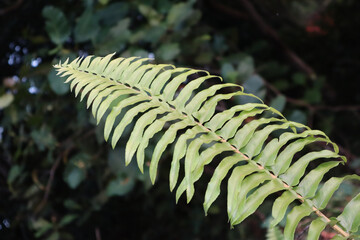 fern leaves in the forest
