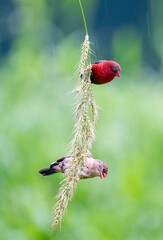 Crimson Bird on Wild Grass