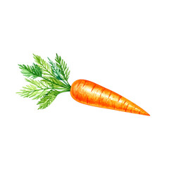 Fresh, organic orange carrots with green stems in a healthy bunch, isolated on a white background