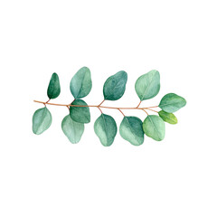 Fresh green plant leaves on a white background