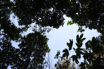 tree in the sky