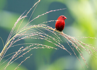 Crimson Bird on Wild Grass