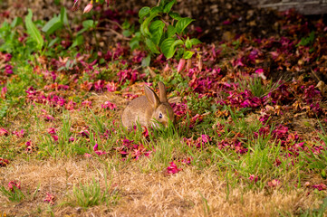Wild baby rabbit grazing in the backyard, Victoria, Australia