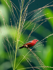 Crimson Bird on Wild Grass