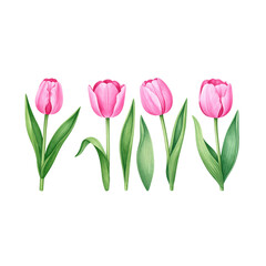 Pink tulip bouquet on white, a beautiful spring flower blossom