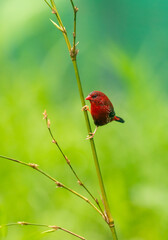 Crimson Bird on Wild Grass