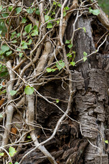 A tree with vines growing on it