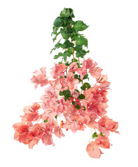 Bougainvillea flower, Paperflower, Pink Bougainvillea flower isolated on white background, with clipping path