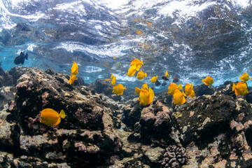 A vibrant school of yellow tang fish swim gracefully over volcanic rock formations off the coast of...