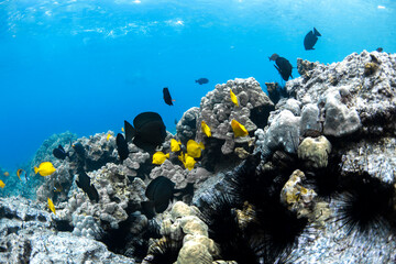 A vibrant school of yellow tang fish swim gracefully over volcanic rock formations off the coast of...
