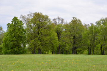 Lush Green Meadow and Trees Under a Cloudy Sky wallpaper