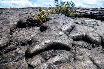 Obraz premium Native Hawaiian plants emerge defiantly from lava fields on the Big Island, symbolizing nature’s resilience after volcanic eruption.