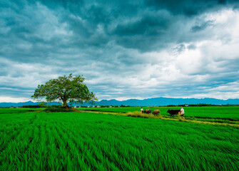 A vibrant green rice field with a large tree and farmers tending to their cattle under a cloudy sky