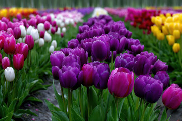 Fototapeta premium Colorful tulip fields showcase beauty in full bloom during spring in a tranquil garden
