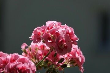 Delikatne płatki różowych pelargonii na balkonie w słoneczny dzień.  © tomo81