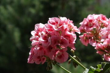Delikatne płatki różowych pelargonii na balkonie w słoneczny dzień. 