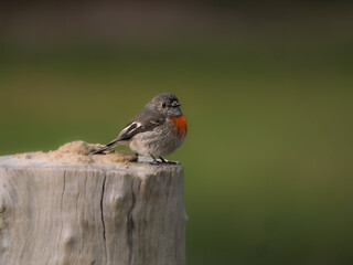 Fat Little Red Robin On Post