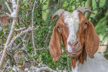 Friendly Goat Looking at Camera in Natural Green Environment