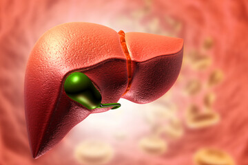 Medically accurate illustration of Realistic liver anatomy. 3d illustration