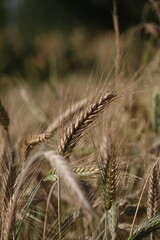 Duże kłosy dojrzałej pszenicy rosnącej na polu uprawnym. © tomo81