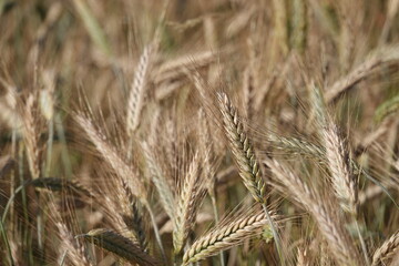 Duże kłosy dojrzałej pszenicy rosnącej na polu uprawnym. © tomo81